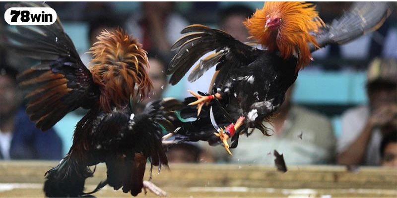 Một số loại hình đá gà 888 phổ biến hiện nay